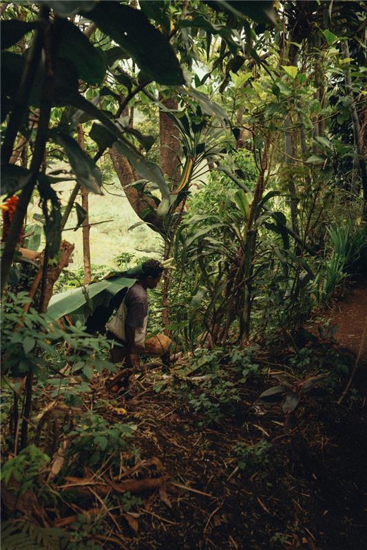 where_do_we_stay_papua