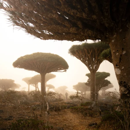 Socotra